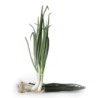 Luk mladi srebrenjak