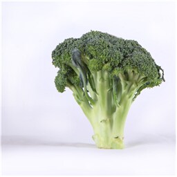 Brokoli domaci